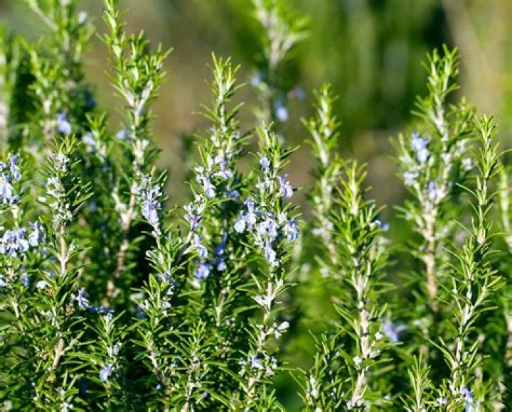 What does rosemary look like?