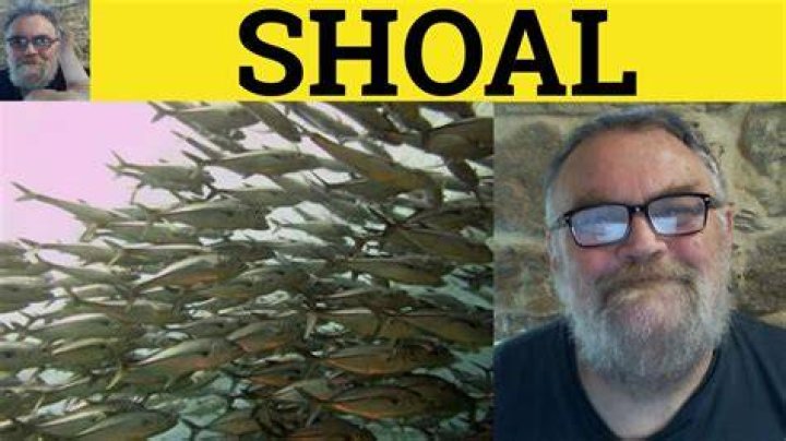What does shoal mean?