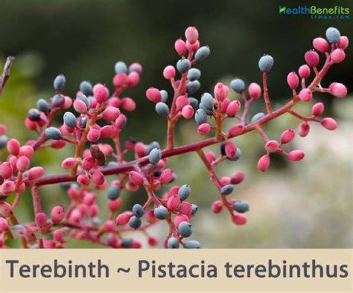 What does terebinth mean?