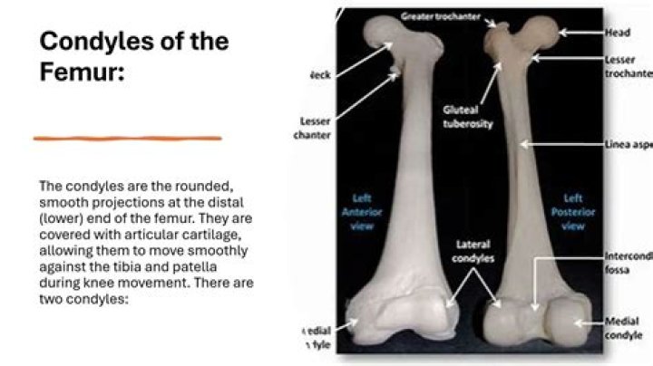 What does the condyles do?