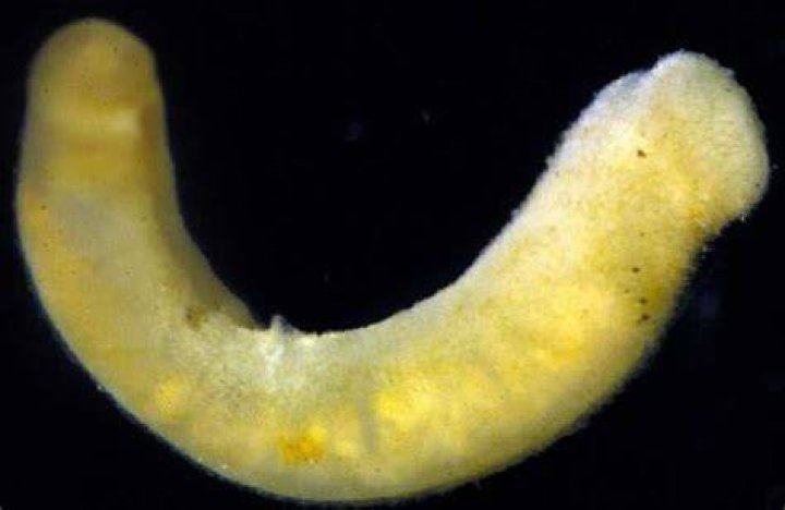 What does the term aplacophora mean?