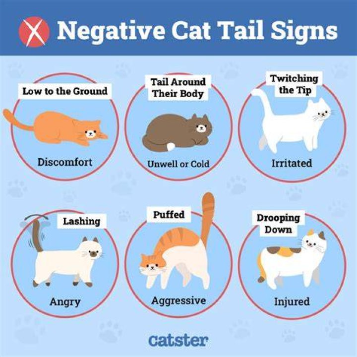 What does the word dog tail mean?