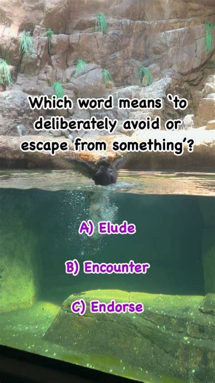 What does the word wanderer?