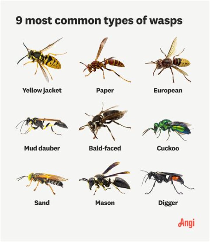 What feeds on wasps?