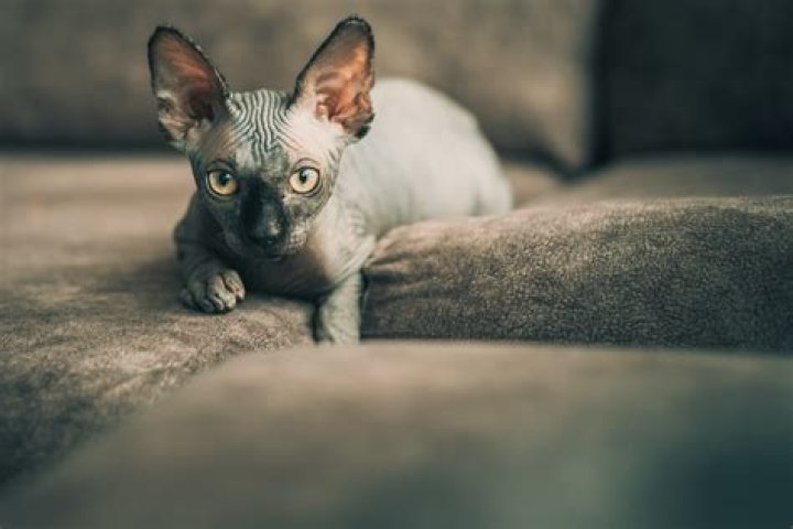 What frequency annoys cats?