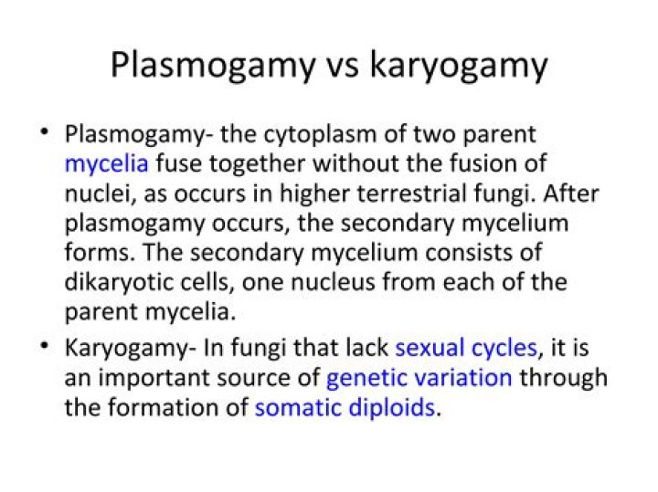 What happens after karyogamy?