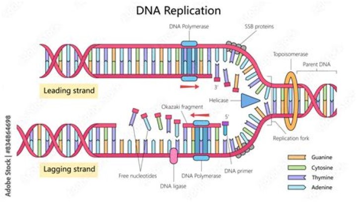 What happens in dna replication?