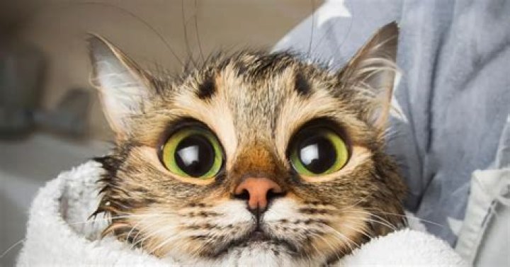 What is a big eyed cat?