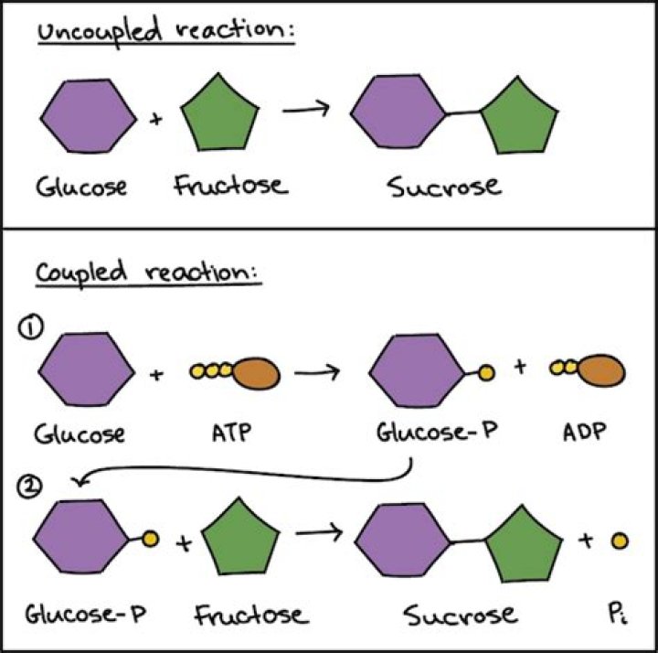 What is a coupled reaction?