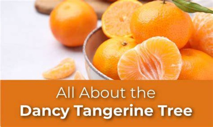 What is a dancy tangerine?