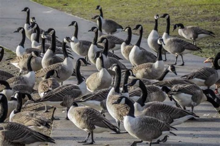 What is a flock of geese?