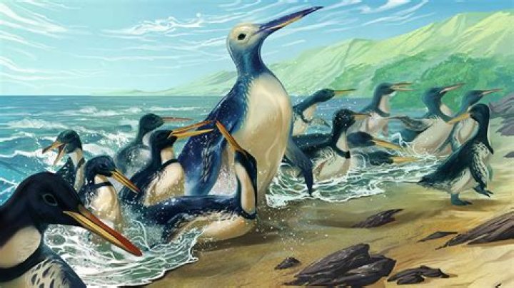 What is a large type of penguin?