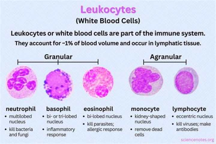 What is a leukoblast called?