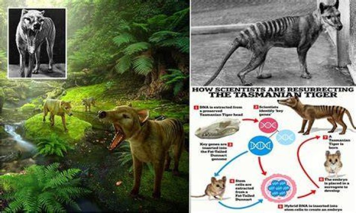What is a long snouted mammal?
