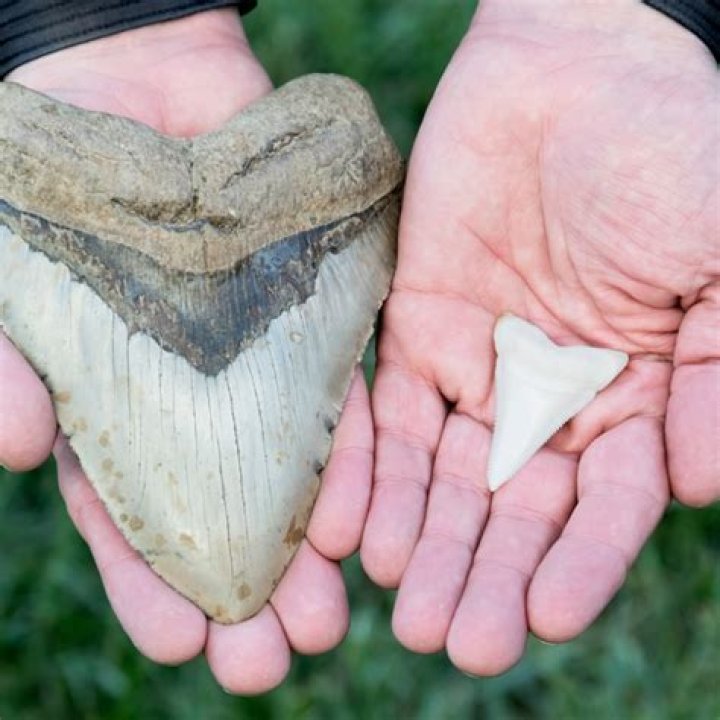 What is a megalodon tooth?