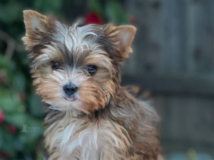 What is a parti color yorkie?