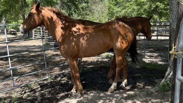 What is a sorrel horse?