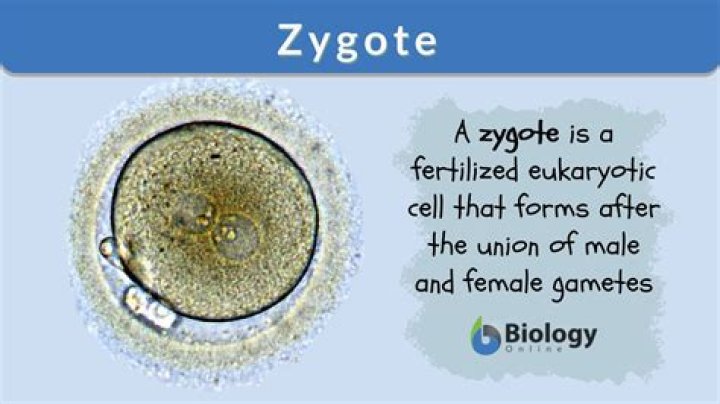 What is a zygote cell?
