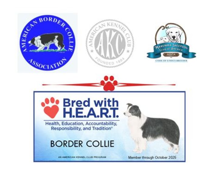 What is akc bred with heart?