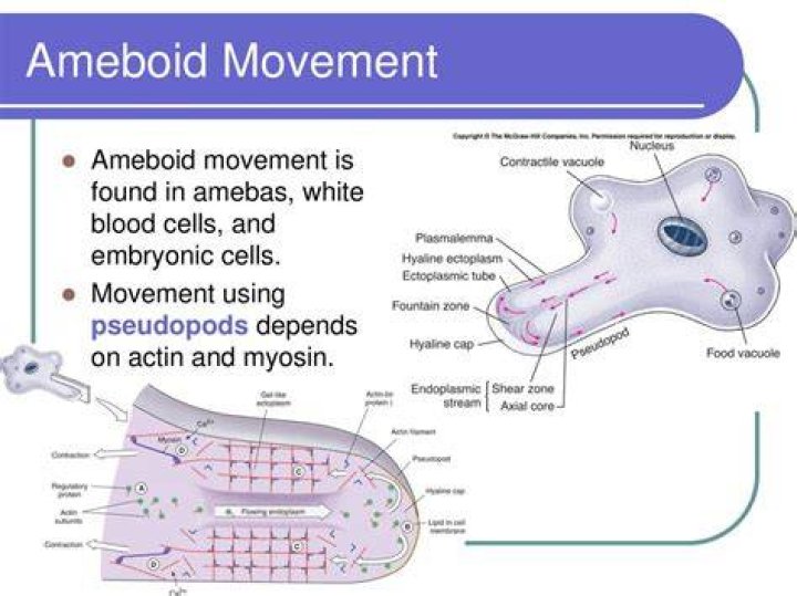What is ameboid movement?