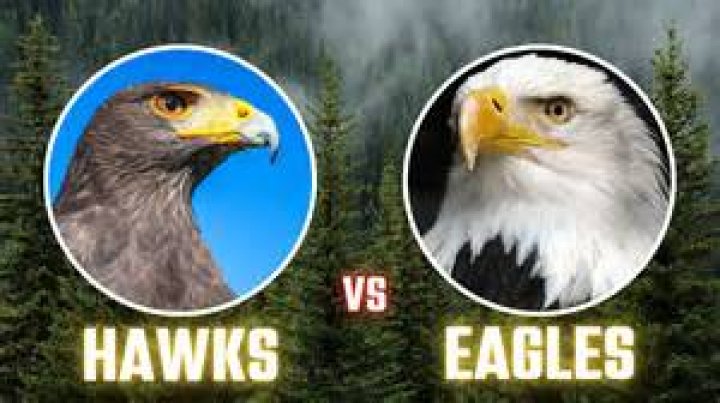 What is an eagle hawk?