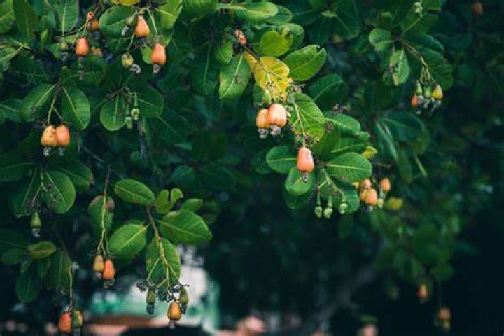 What is anacardium orientale?