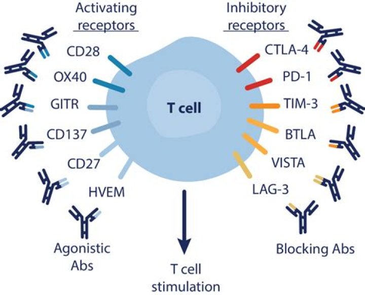 What is antitumor effect?