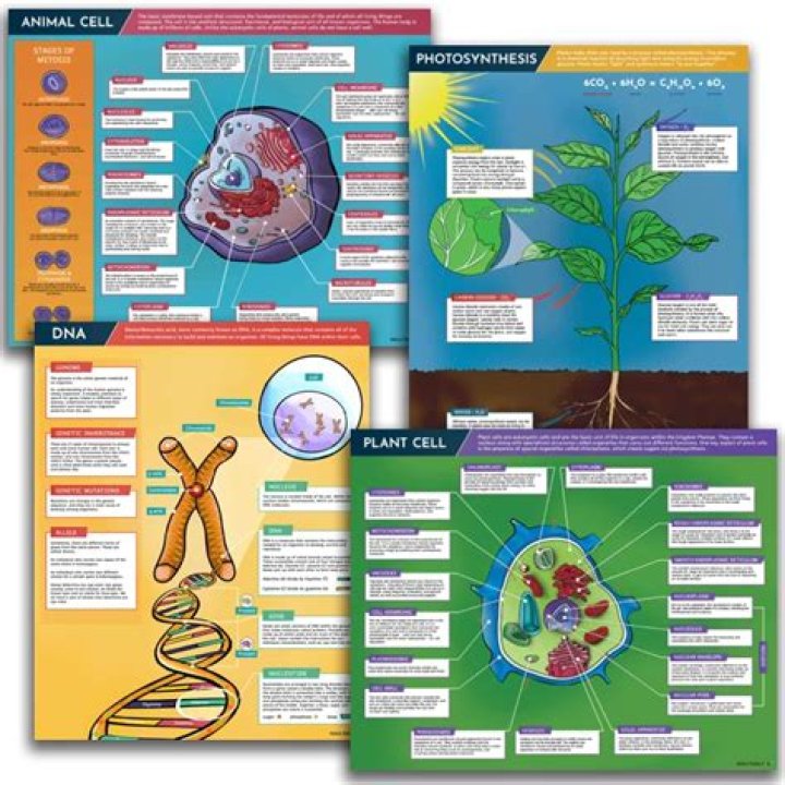 What is appressorium in biology?