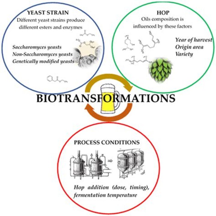 What is biotransformation hops?