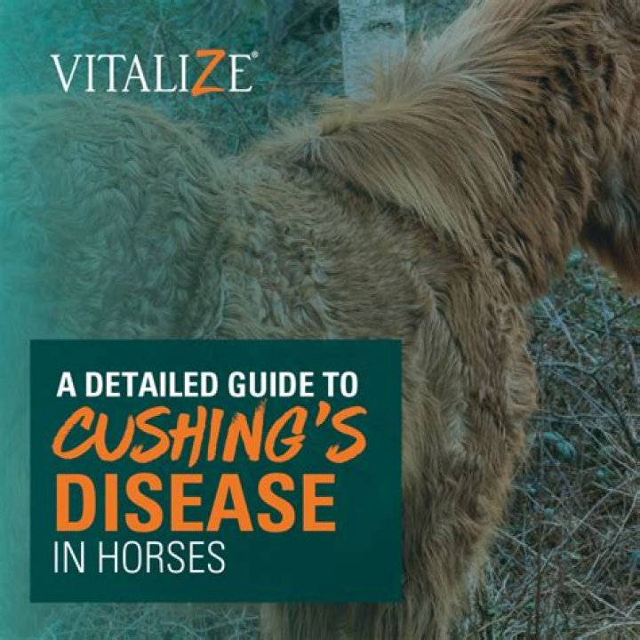 What is broken winded in horses?