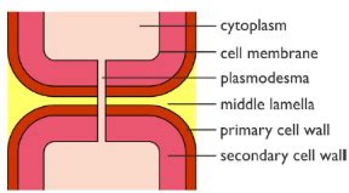 What is calcium pectate?