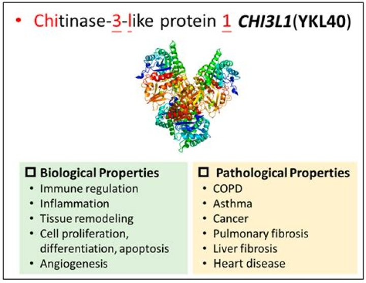 What is chitinase-like proteins?