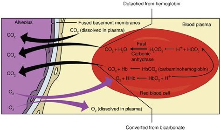 What is chloride shift?