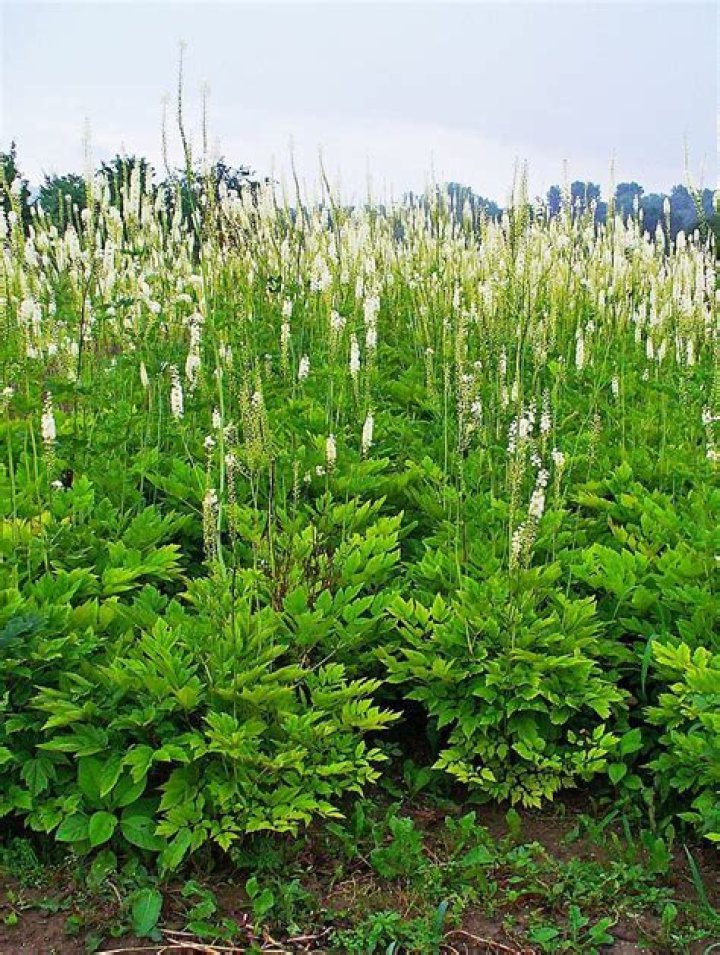 What is cimicifuga racemosa used for?