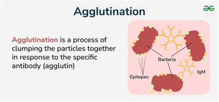 What is cold agglutinin test?