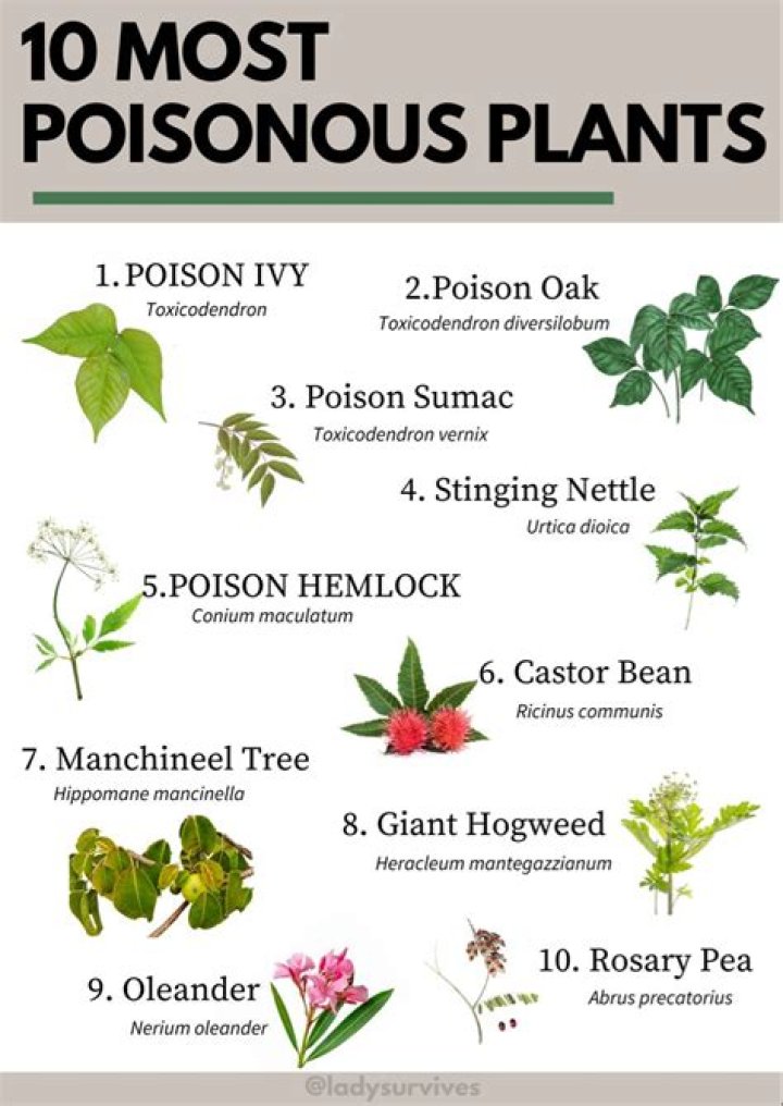 What is ectoparasitic in plants?
