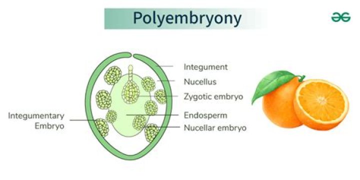 What is embryony in biology?