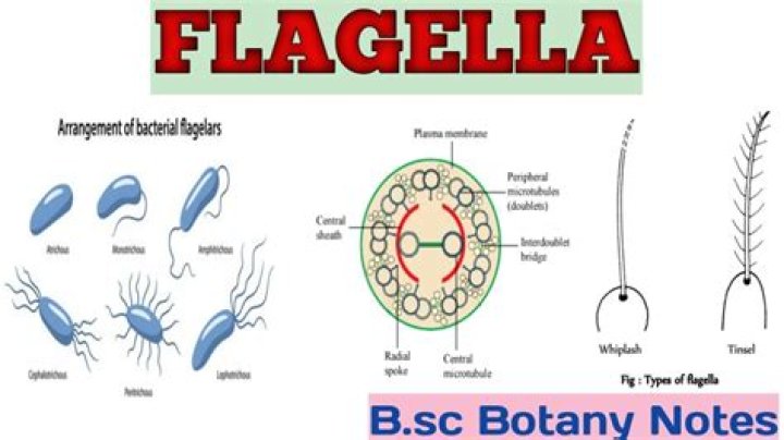 What is flagellation in biology?