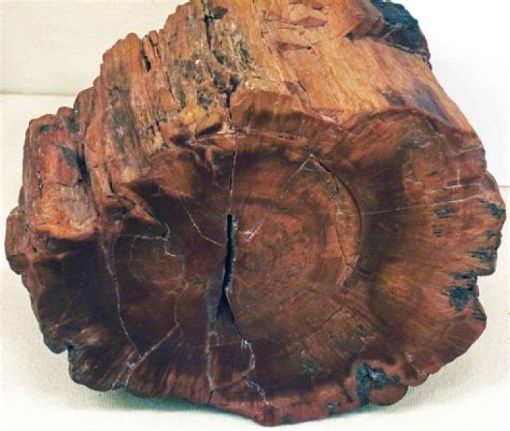 What is fossilised wood called?