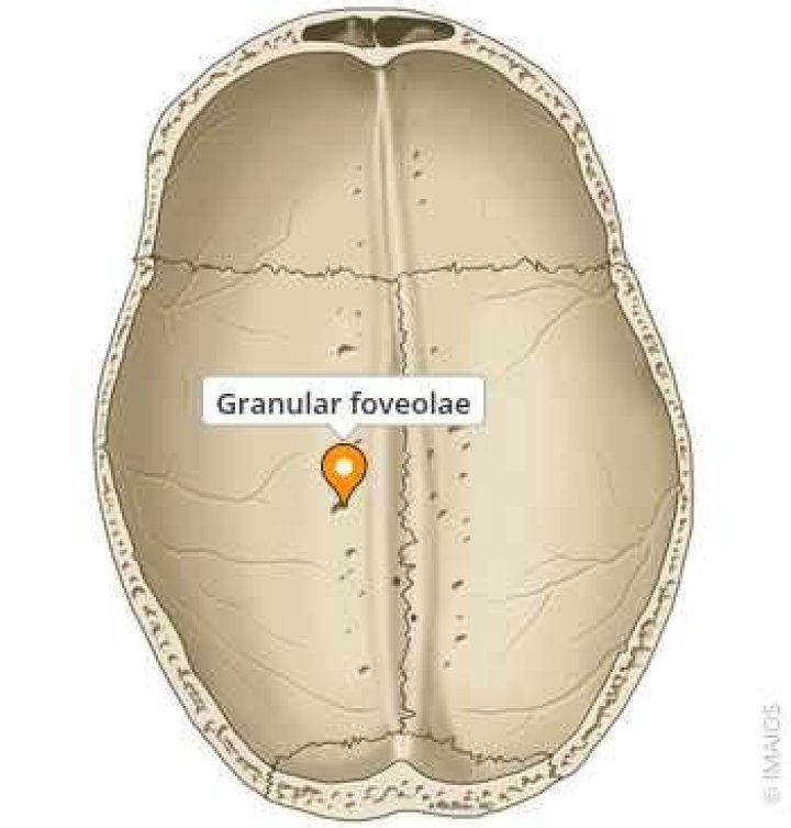 What is foveolae granulations?