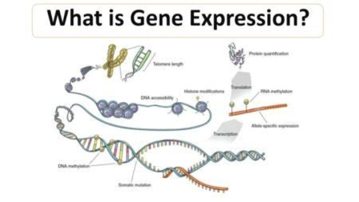 What is gene expression?