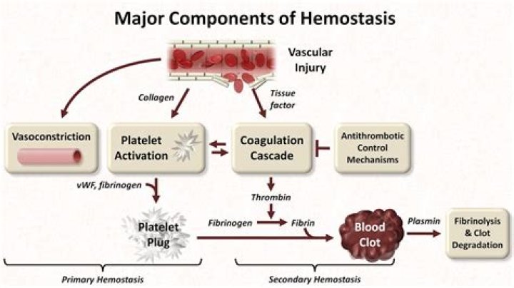 What is haemostatic balance?