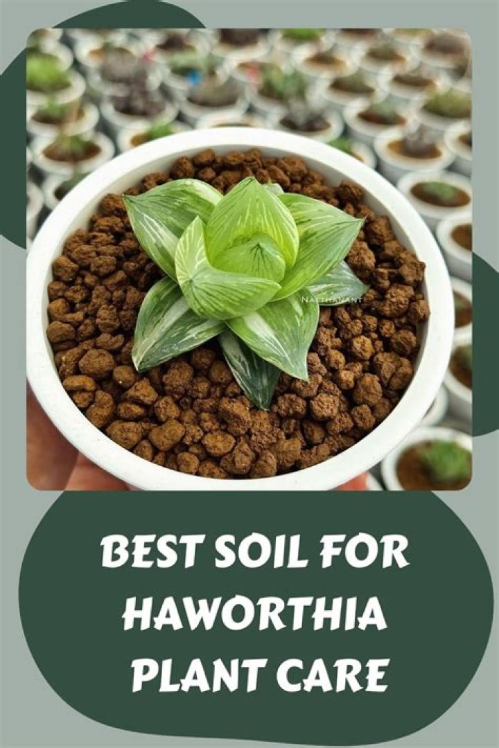 What is haworthia good for?