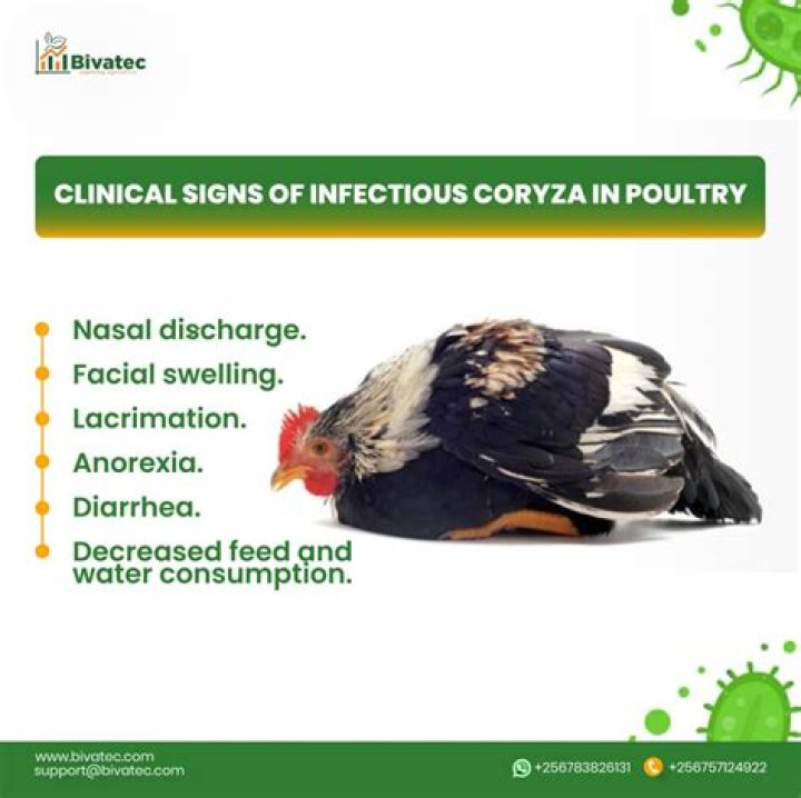 What is infectious coryza in chickens?
