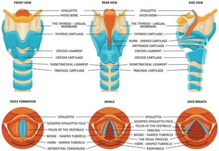 What is larynx used for?