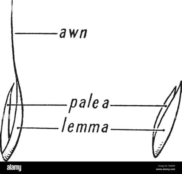 What is lemma and palea?