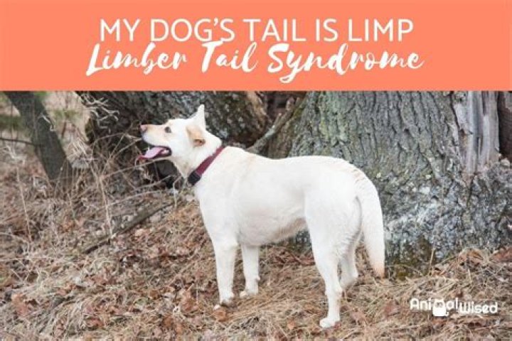 What is limp tail syndrome?