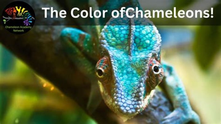 What is mbd in chameleons?