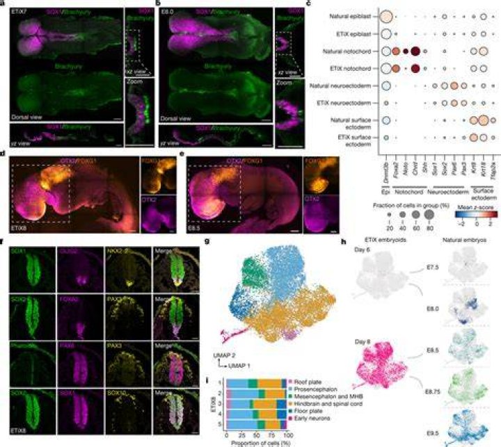 What is mean by embryoids?