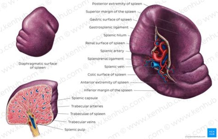 What is meaning of lienorenal?
